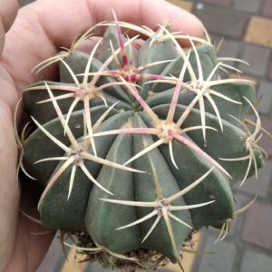 Ferocactus  macrodiscus -s