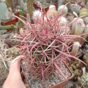 Ferocactus  gracilis v. coloratus -s
