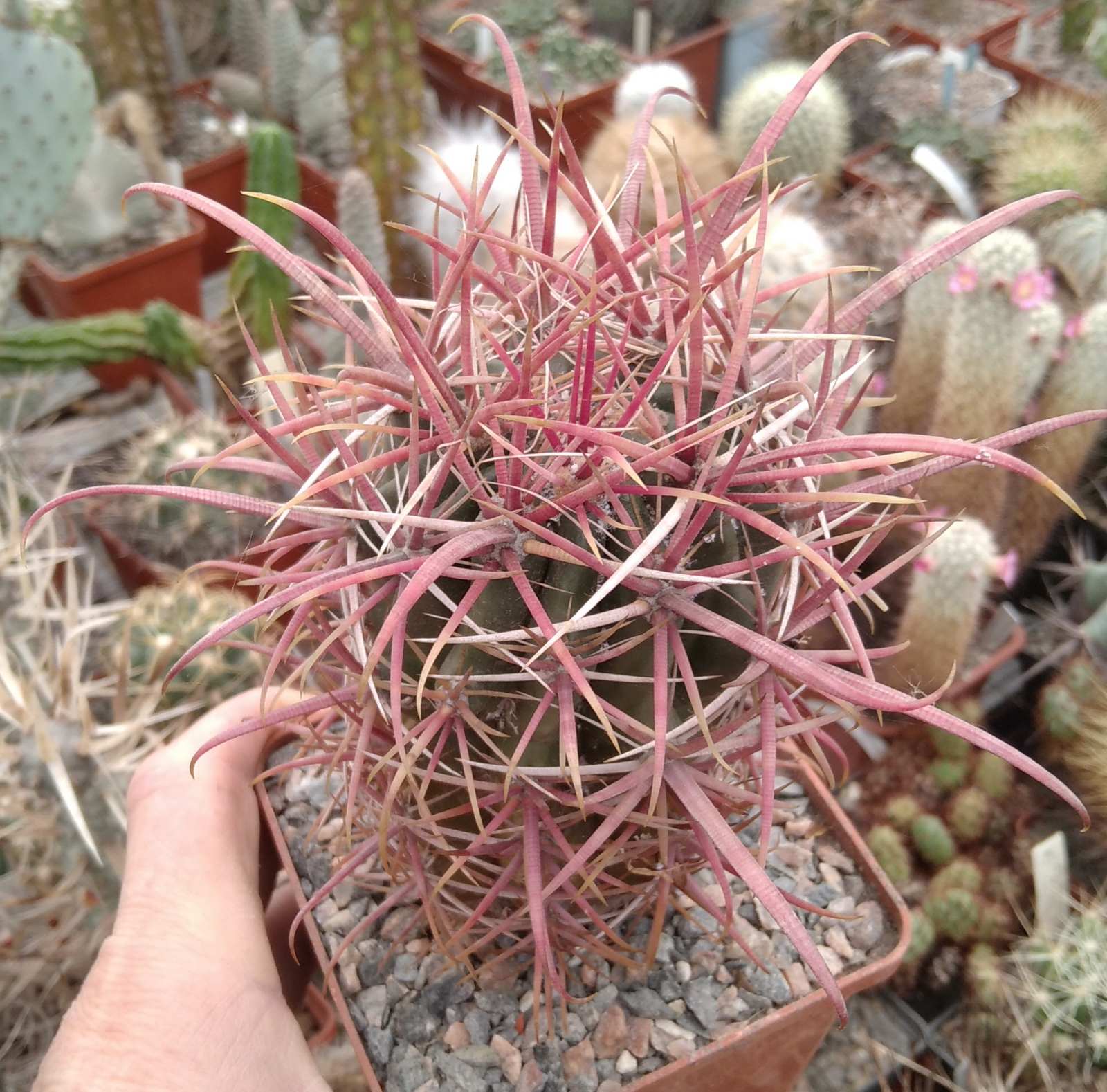 Ferocactus  gracilis v. coloratus -s