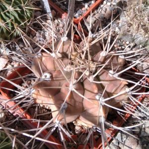 Gymnocalycium griseo-pallidum -s