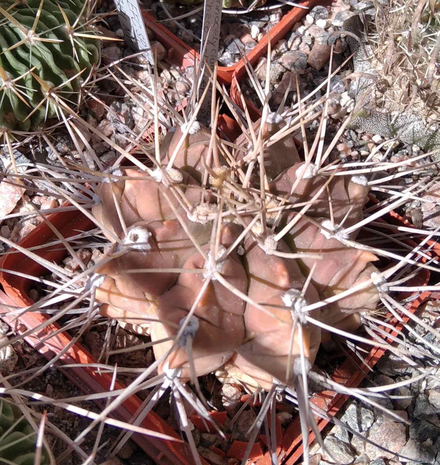 Gymnocalycium griseo-pallidum -s