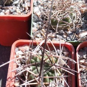 Lobivia  ferox v. longispina -black sp.-MG-