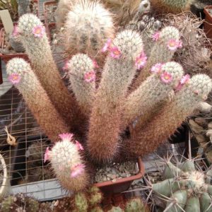 Mammillaria  elongata v. echinaria -s