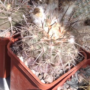 Islaya islaensis -MG-