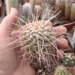 Mammillaria  nejapensis v. longispina -s