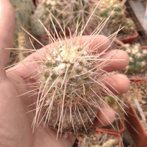 Mammillaria  nejapensis v. longispina -s