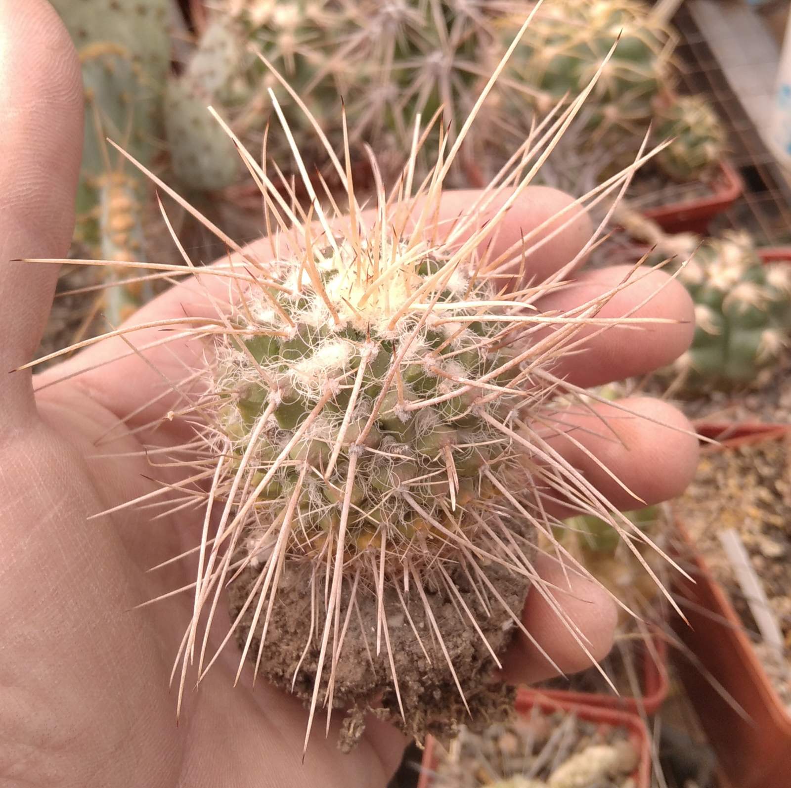 Mammillaria nejapensis v. longispina -s
