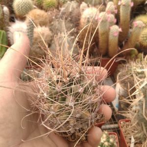 Ferocactus  sinuatus v. papyracanthus -MG-