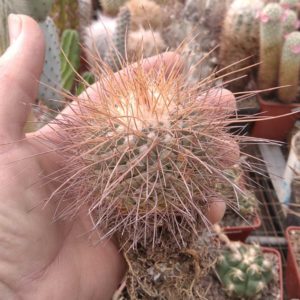 Mammillaria  pettersonii -s
