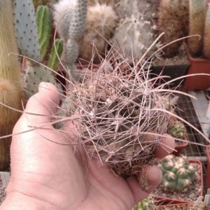 Ferocactus  sinuatus v. papyracanthus -MG-