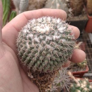 Mammillaria  formosa -s