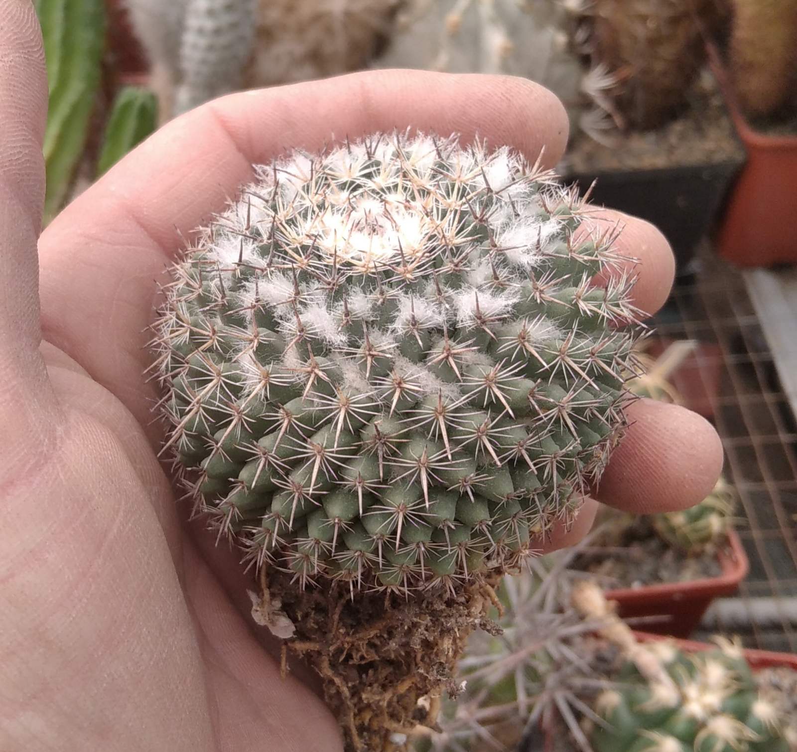 Mammillaria formosa -s
