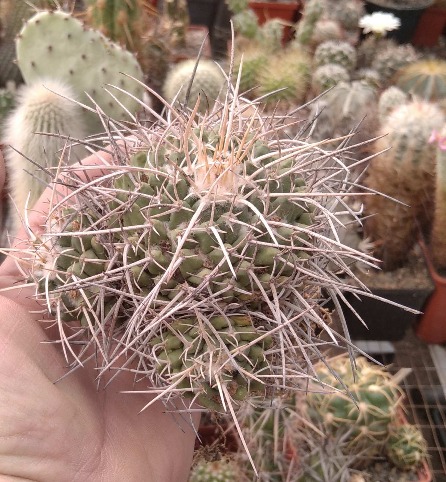 Mammillaria tolimensis -