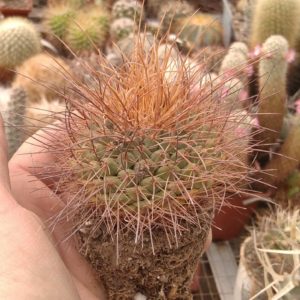 Mammillaria  pettersonii -s