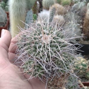 Mammillaria  tolimensis -s