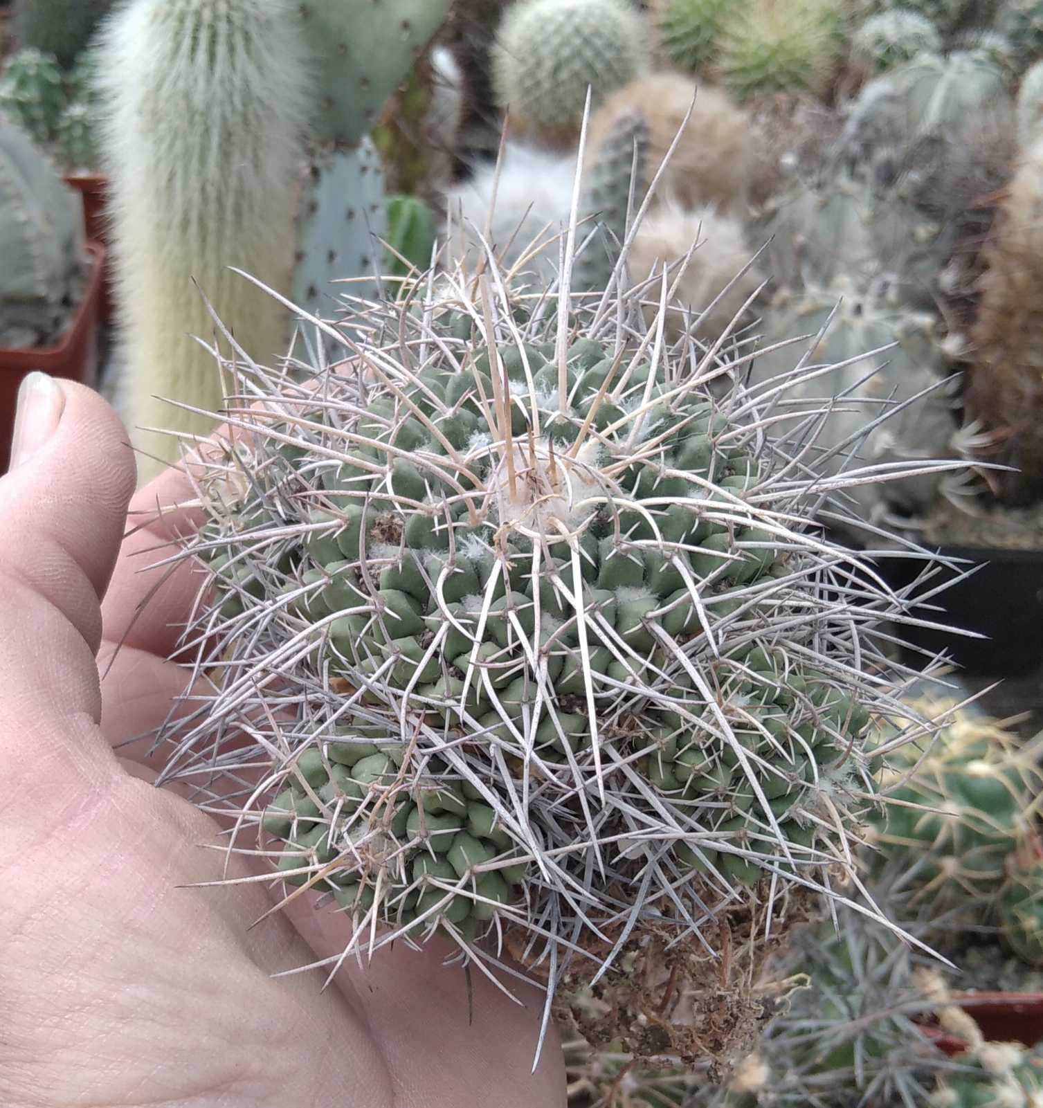 Mammillaria tolimensis -s