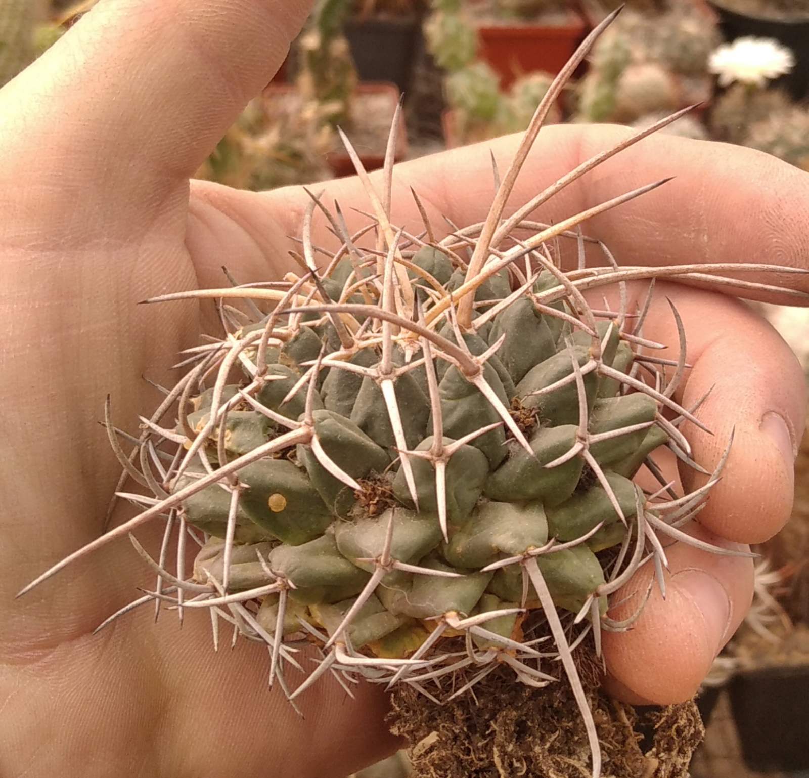 Mammillaria magnimamma SB40 -MG- s