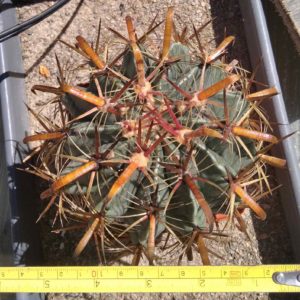 Ferocactus latispinus -s