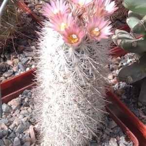 Escobaria spec. -s