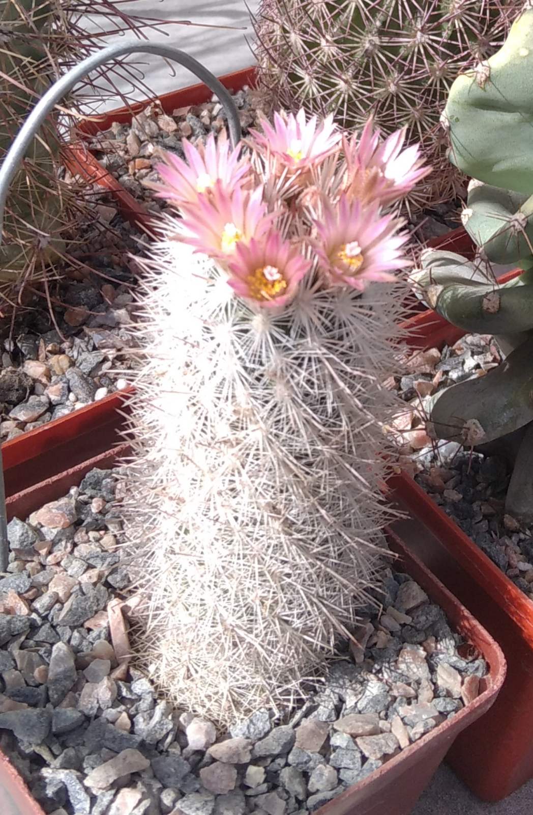 Escobaria spec. -s