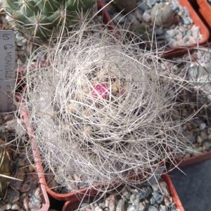 Neoporteria senilis - s