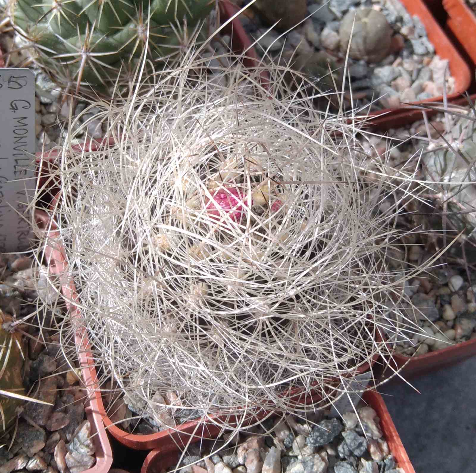 Neoporteria senilis - s