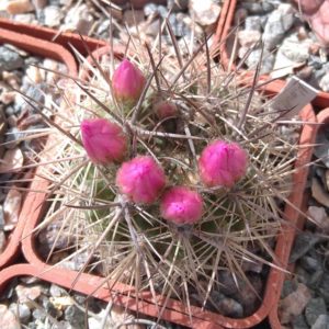Neoporteria  multicolor KK48 -MG- s