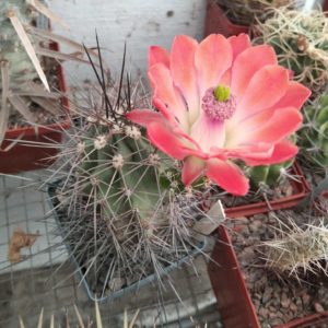 Echinocereus  triglochidiatus -Koehres- s