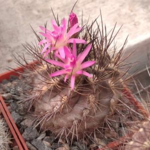 Neoporteria subgibbosa v. heteracantha -MG-