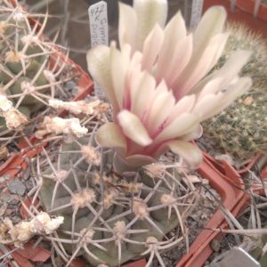 Gymn.  pugionacanthum P72 -s