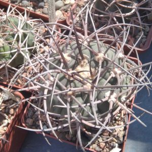Gymnocalycium cardenasianum-armatum -s