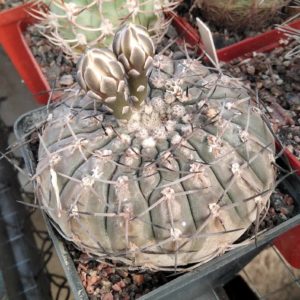 Gymnocalycium bodenbenderianum -s