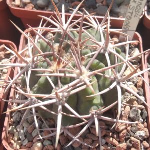 Gymnocalycium ferox STO04981 -s