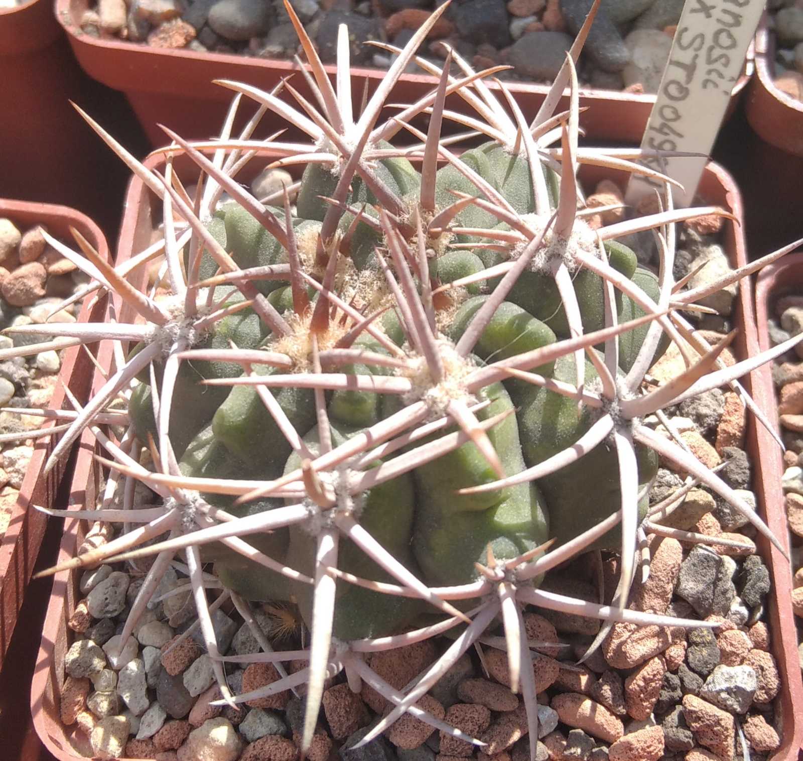 Gymnocalycium ferox STO04981 -s