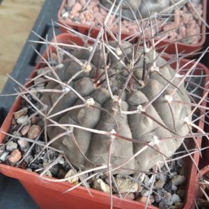 Gymnocalycium  bodenbenderianum  var.