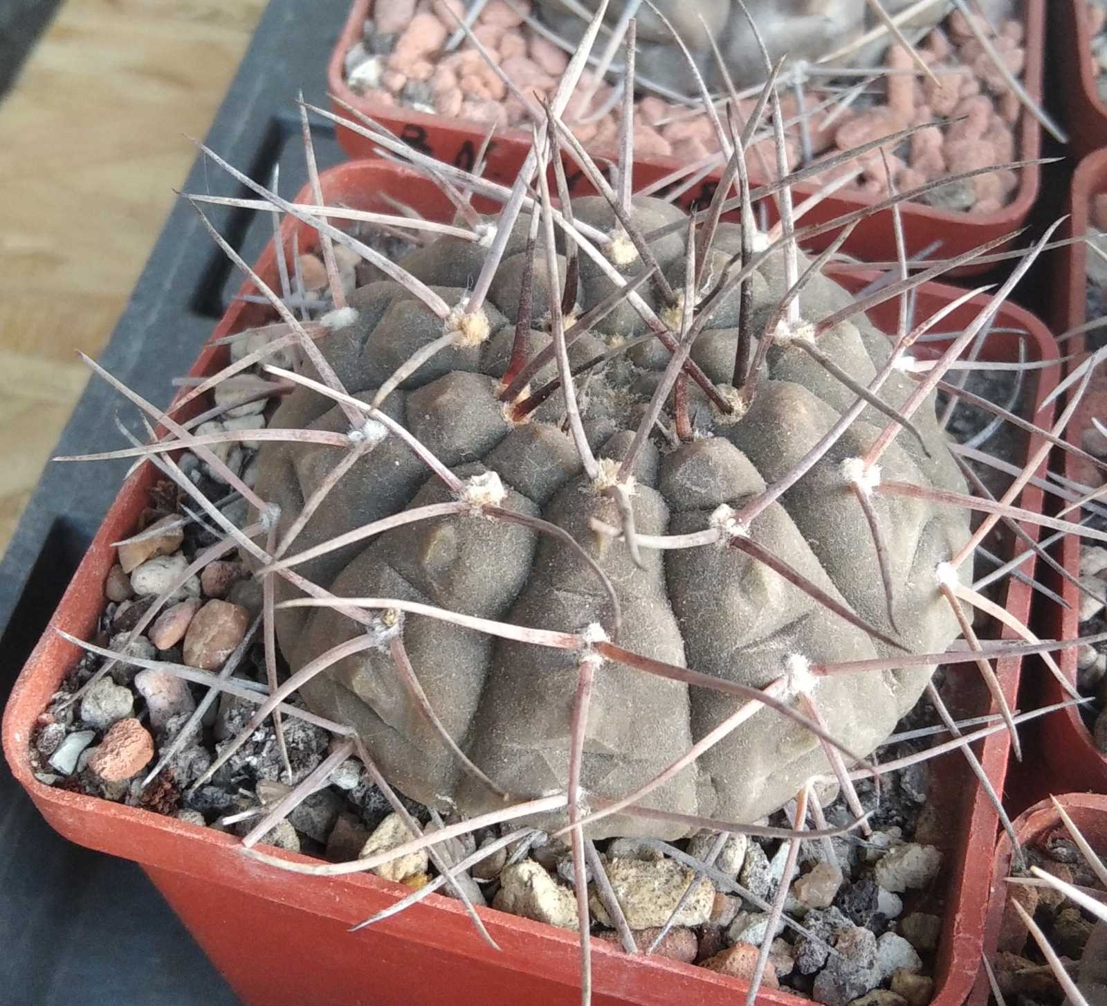 Gymnocalycium  bodenbenderianum  var.