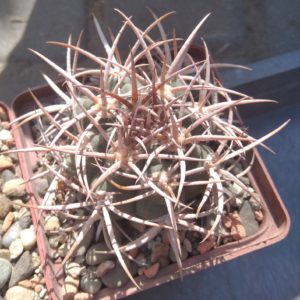 Gymn.  mazan. polycephalum -s