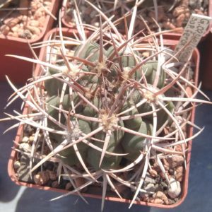 Gymnocalycium ferox STO04981 -s