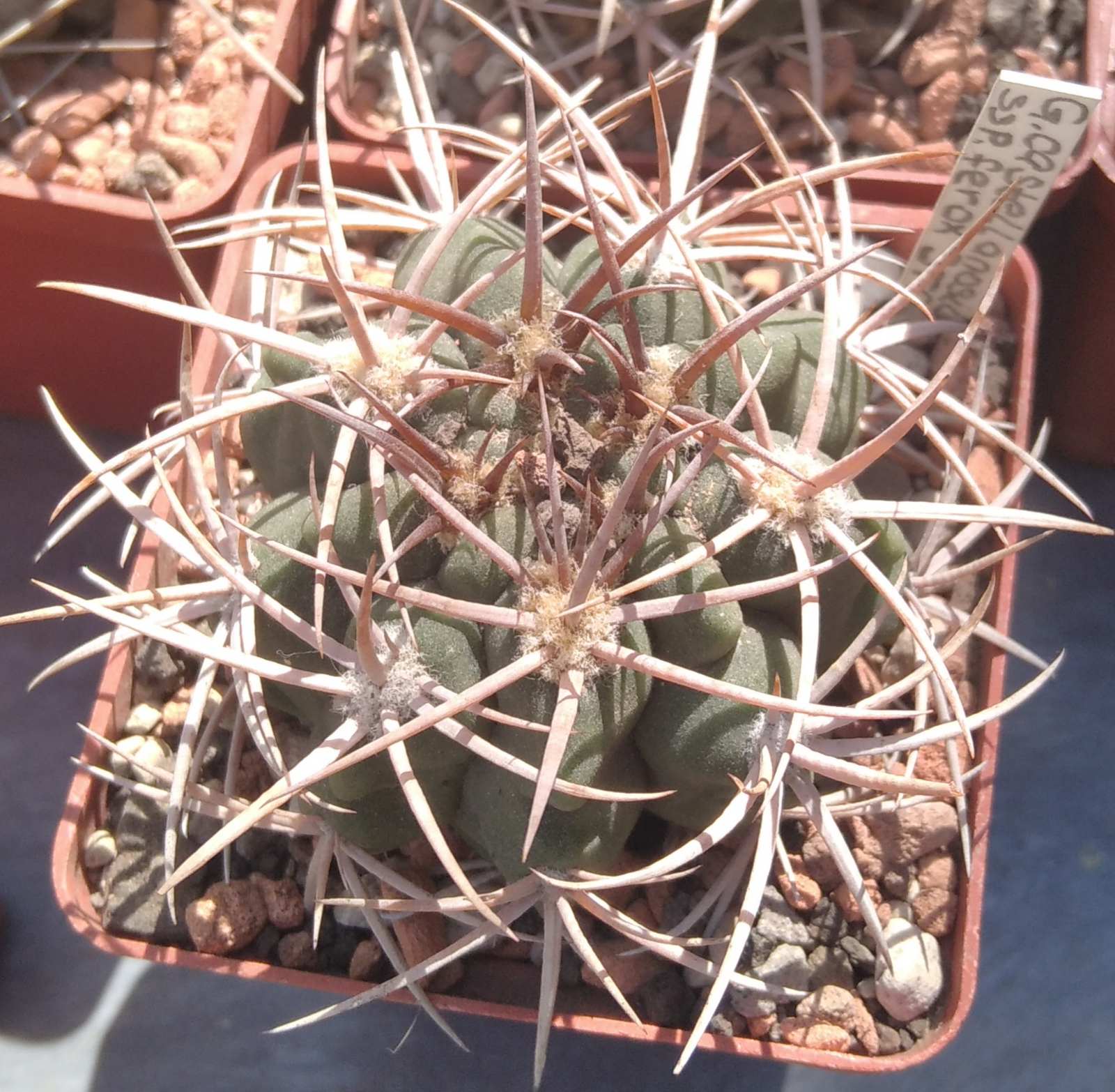 Gymnocalycium ferox STO04981 -s