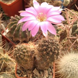 Lobivia  pentlandii v. boliviensis -L.Bercht- двоголова-