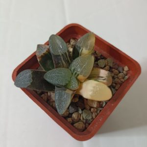 Haworthia Correcta Variegata