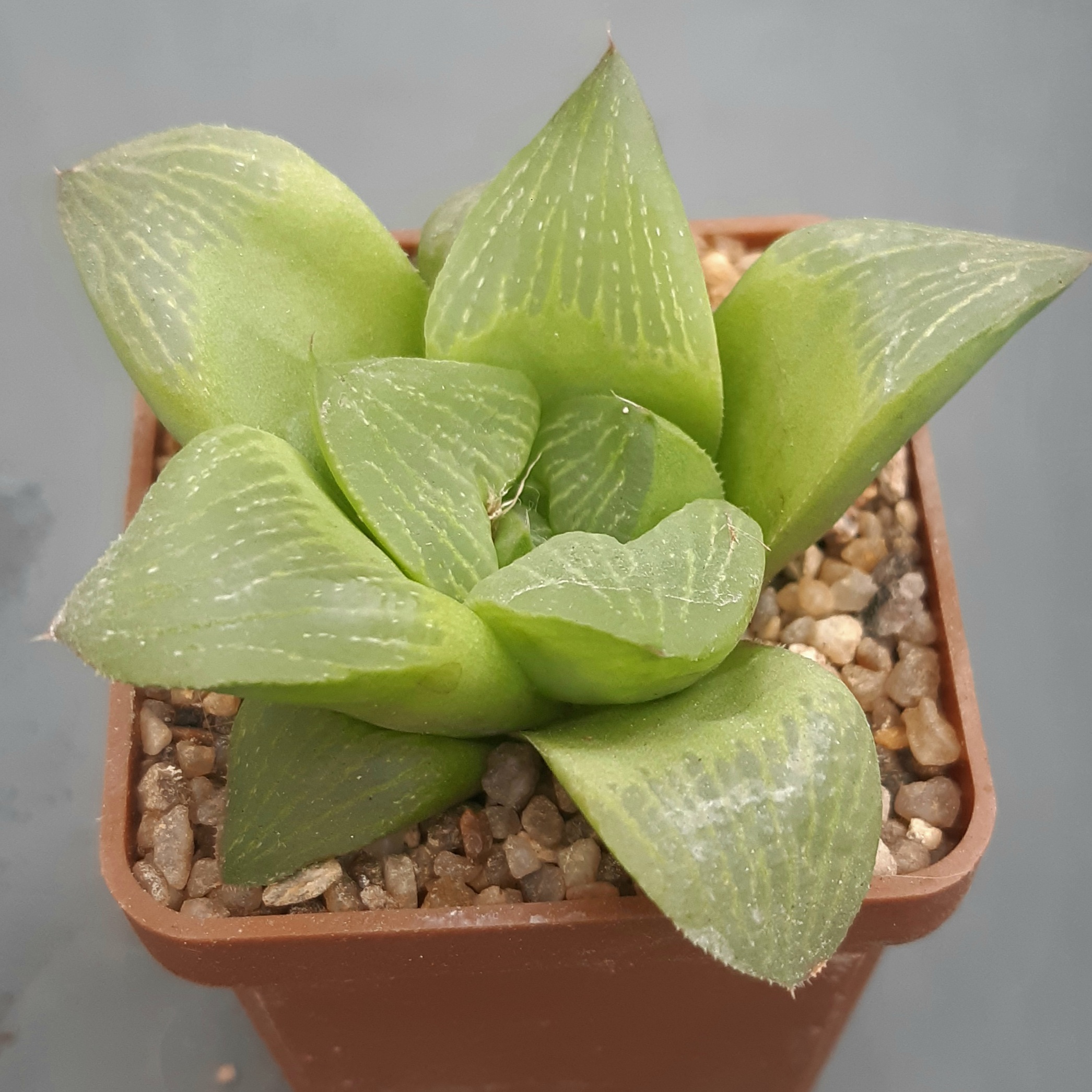 Haworthia retusa