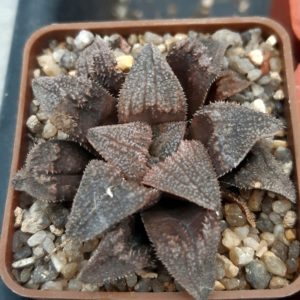 Haworthia hybrid