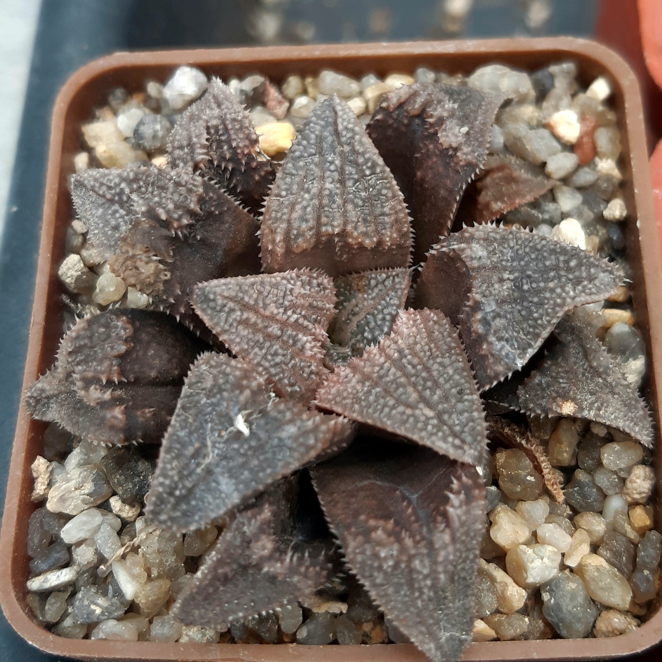 Haworthia hybrid