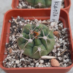 Gymnocalycium mostii KLA02A La Falda, Cordoba, Arg.