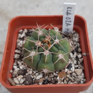 Gymnocalycium mostii KLA02A La Falda, Cordoba, Arg.