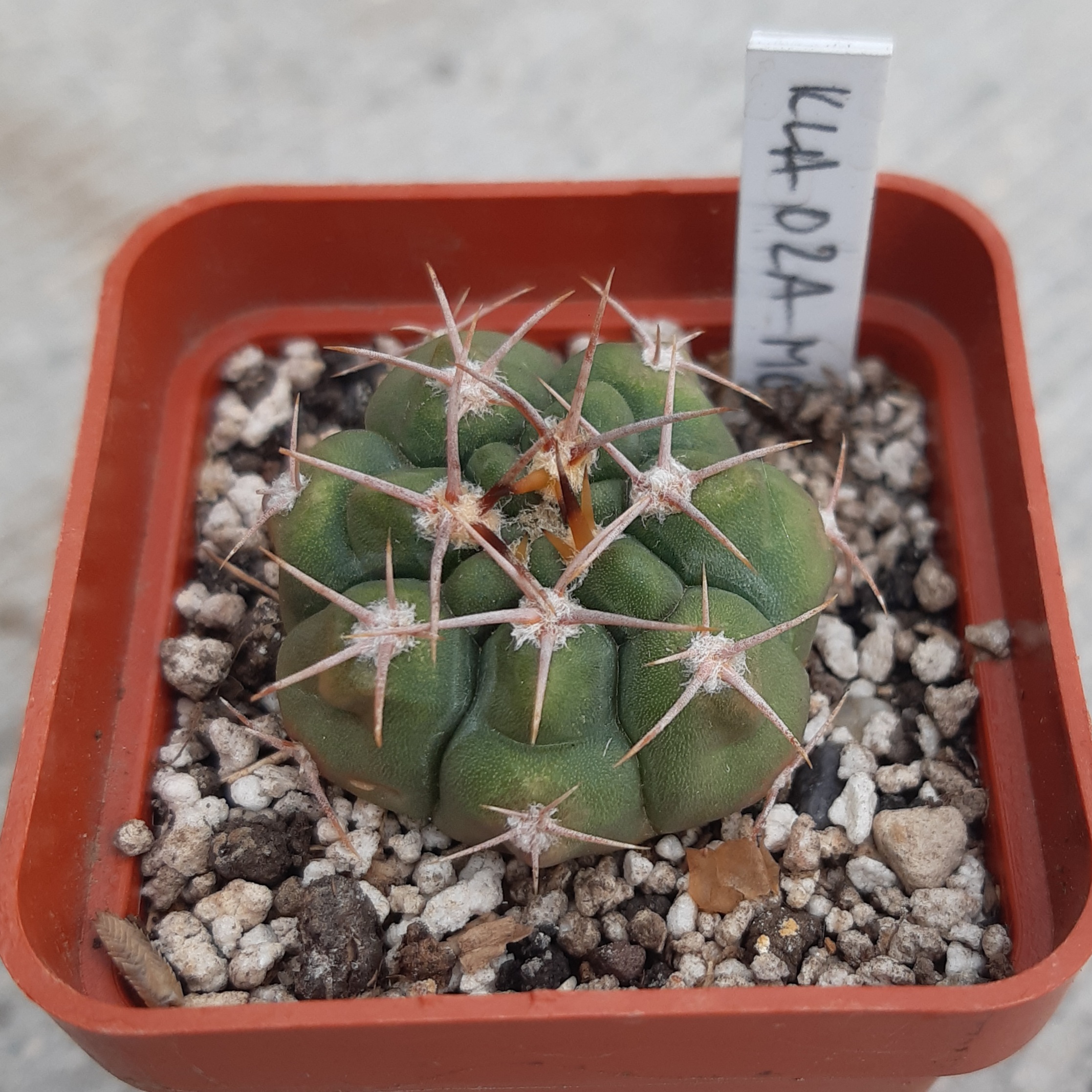 Gymnocalycium mostii KLA02A La Falda, Cordoba, Arg.
