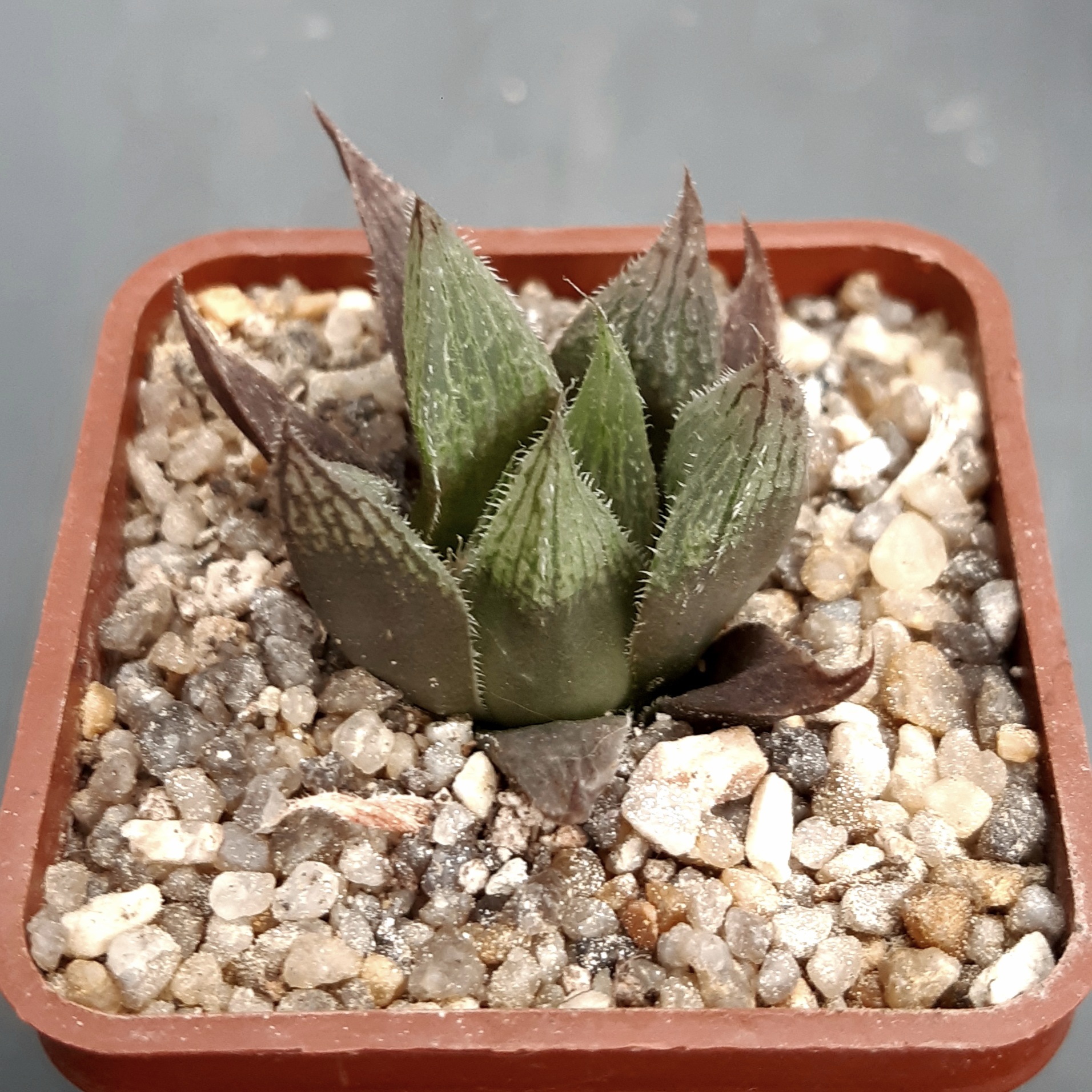 Haworthia hybrid (x venusta)