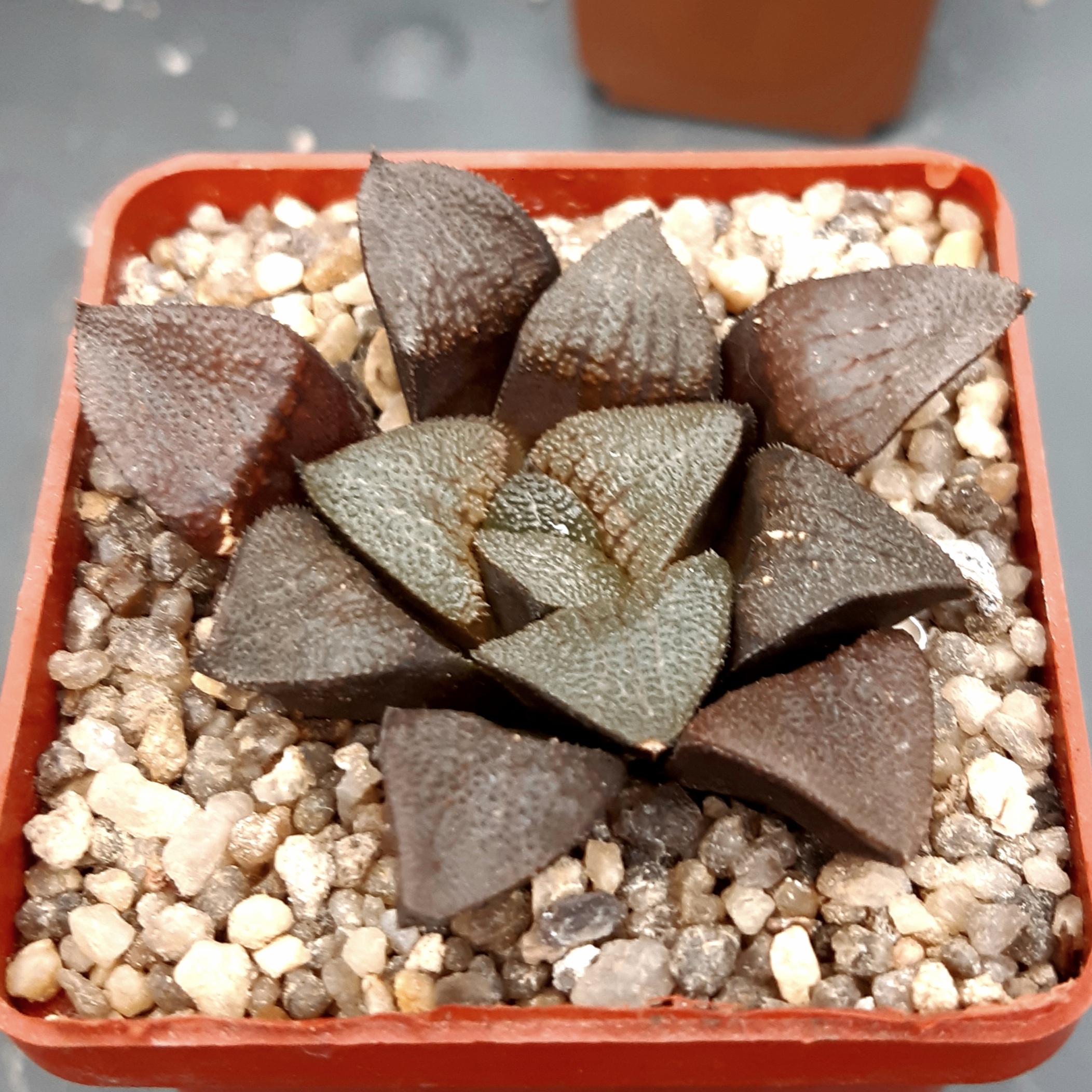 Haworthia hybrid (x 'Kurono Wakusei')