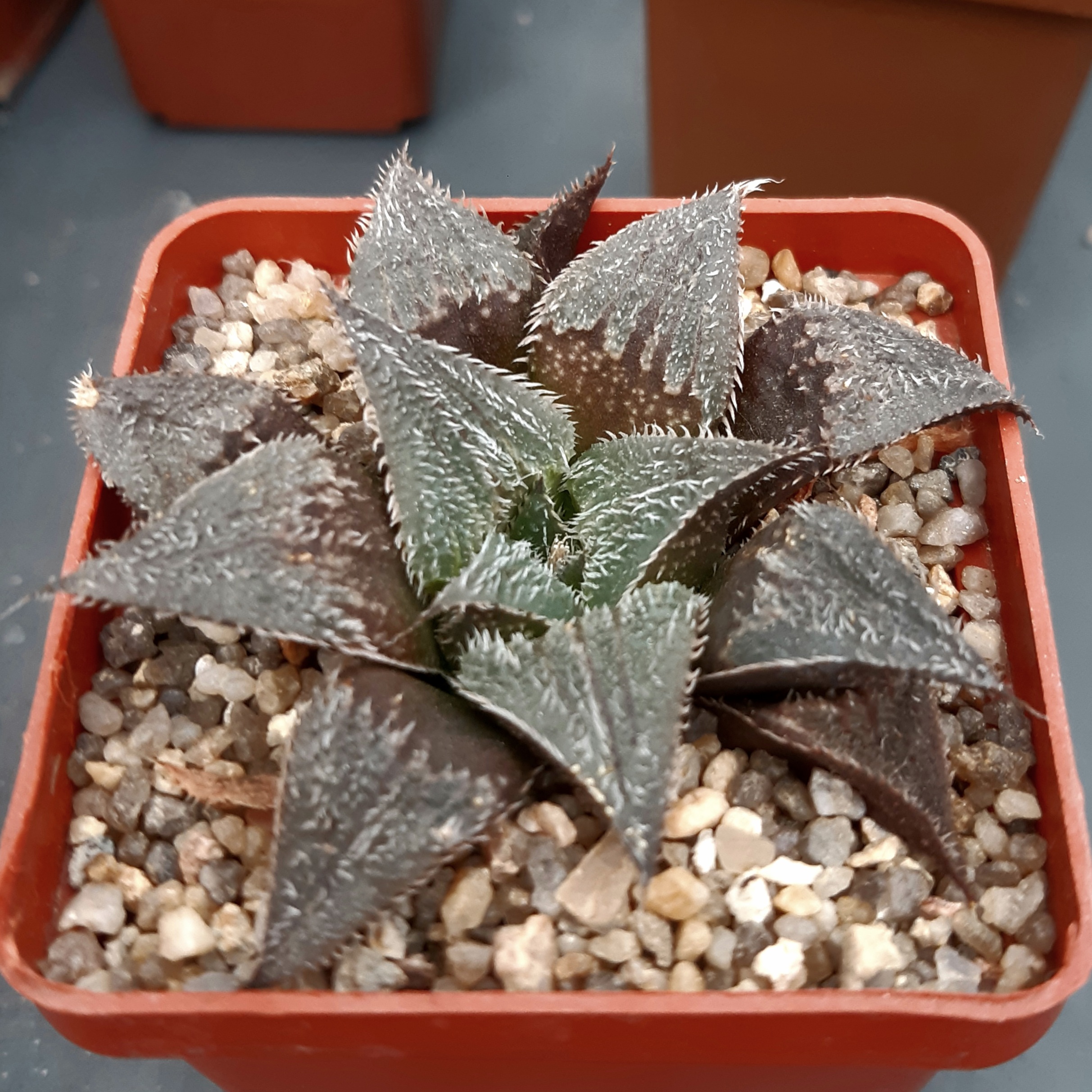 Haworthia wimii